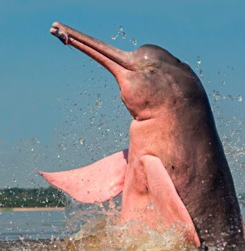 Rencontre magique avec le Boto Cor-de-Rosa en Amazonie