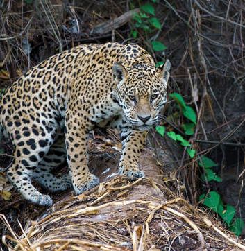 SAFARI DANS UN PAYS TROPICAL