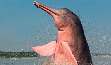 Rencontre magique avec le Boto Cor-de-Rosa en Amazonie